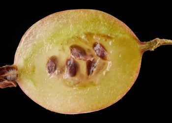 Mapa investiga suspeita de mosca-da-carambola no Amazonas