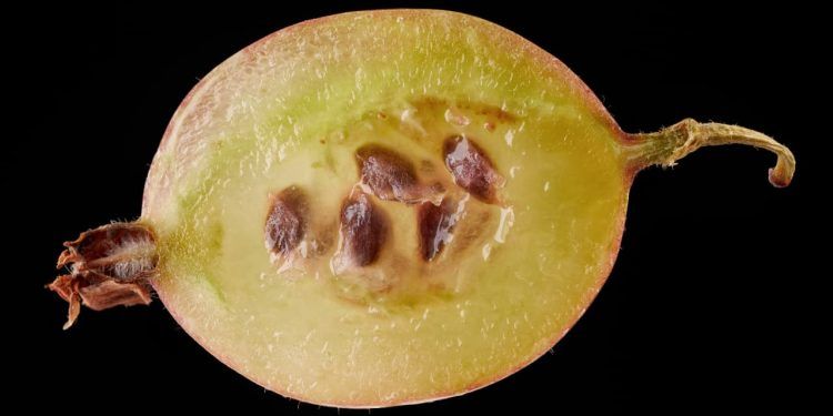 Mapa investiga suspeita de mosca-da-carambola no Amazonas