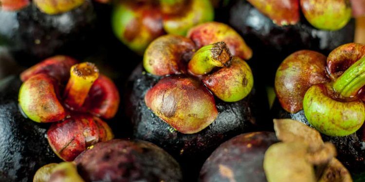 Mapa publica novos preços mínimos para produtos extrativos em 2026 1 Mapa publica novos preços mínimos para produtos extrativos em 2026