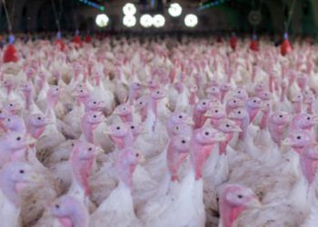 Nas vésperas do Natal, exportações de carne de peru reacendem a produção no Paraná