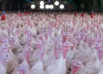 Nas vésperas do Natal, exportações de carne de peru reacendem a produção no Paraná 7 Nas vésperas do Natal, exportações de carne de peru reacendem a produção no Paraná