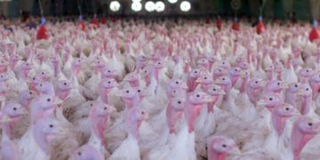 Nas vésperas do Natal, exportações de carne de peru reacendem a produção no Paraná