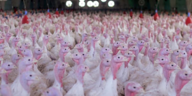 Nas vésperas do Natal, exportações de carne de peru reacendem a produção no Paraná 1 Nas vésperas do Natal, exportações de carne de peru reacendem a produção no Paraná