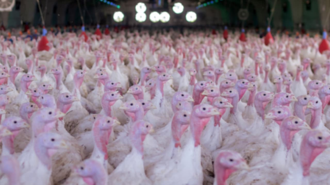 Nas vésperas do Natal, exportações de carne de peru reacendem a produção no Paraná