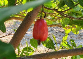 Novo clone de cajueiro promete elevar a produtividade no Ceará