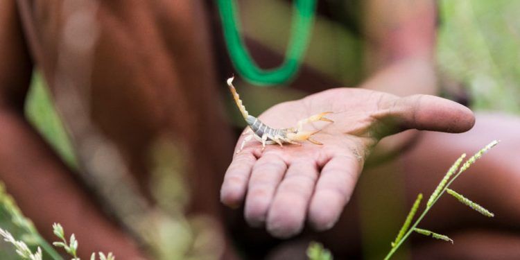 Novo plano nacional estabelece metas para conservação da biodiversidade no Brasil