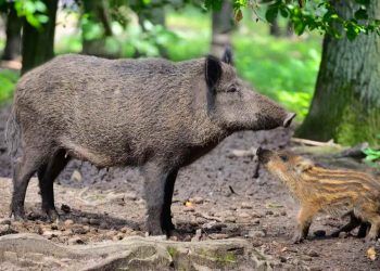 OMSA é notificada sobre casos de peste suína africana na Espanha
