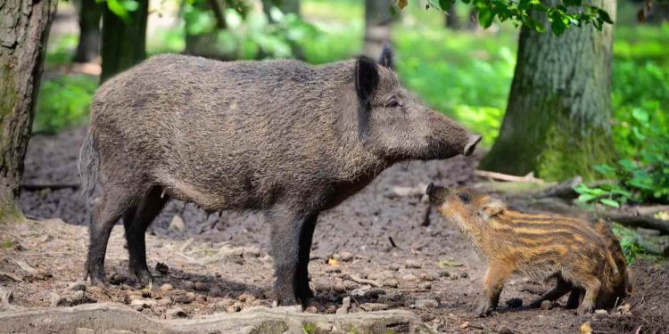 OMSA é notificada sobre casos de peste suína africana na Espanha