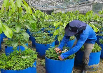 Pesquisa aposta em clonagem para impulsionar produção de pau-rosa na Amazônia 6 Pesquisa aposta em clonagem para impulsionar produção de pau-rosa na Amazônia