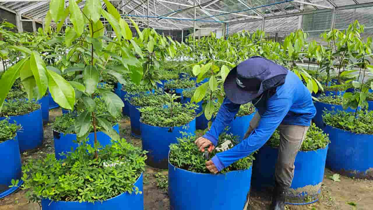 Pesquisa aposta em clonagem para impulsionar produção de pau-rosa na Amazônia