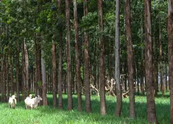 Pesquisa da Embrapa organiza soluções da agricultura brasileira para a crise climática