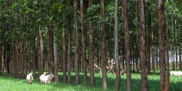 Pesquisa da Embrapa organiza soluções da agricultura brasileira para a crise climática 1 Pesquisa da Embrapa organiza soluções da agricultura brasileira para a crise climática