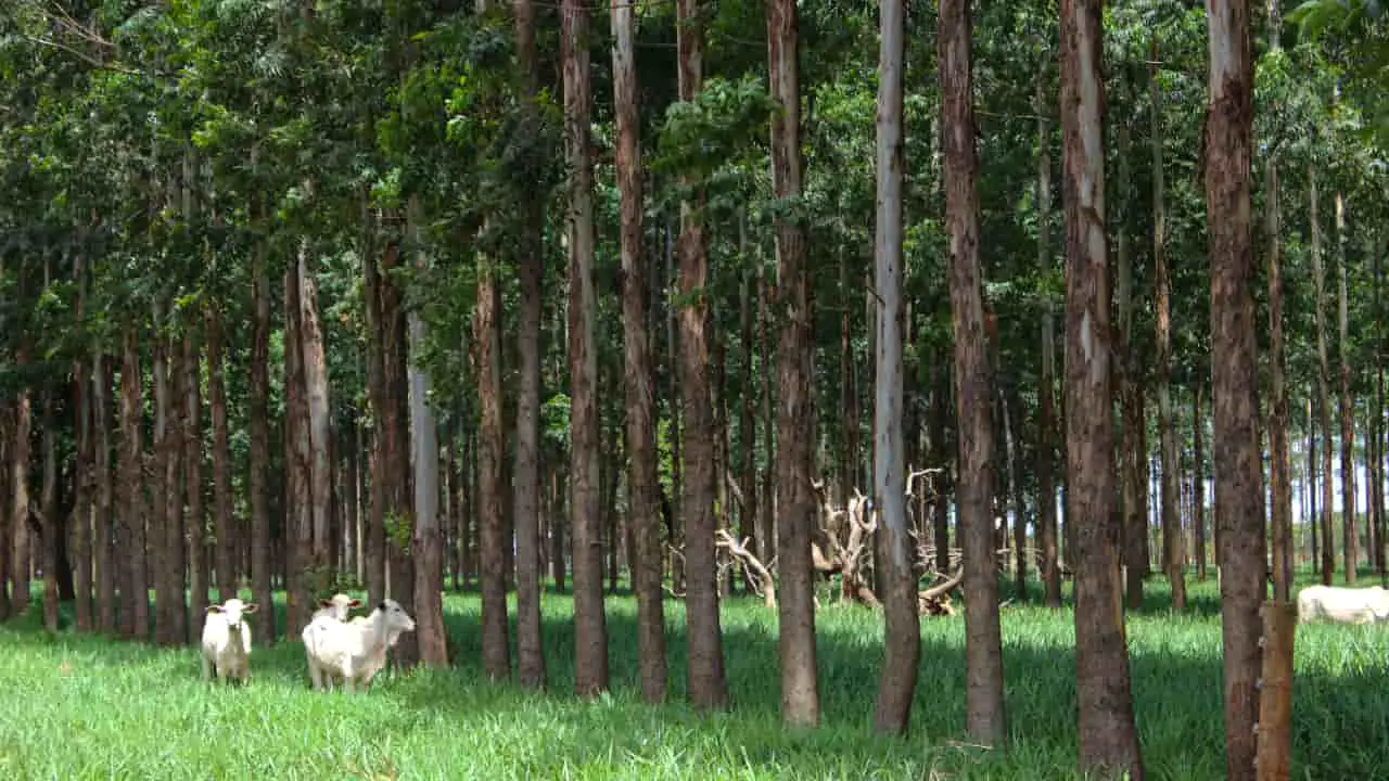 Pesquisa da Embrapa organiza soluções da agricultura brasileira para a crise climática 7 Pesquisa da Embrapa organiza soluções da agricultura brasileira para a crise climática