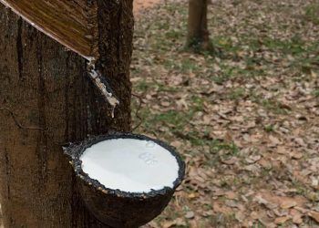 Prazo para solicitar pagamento do Sociobio Mais termina em 20 de dezembro; veja como fazer