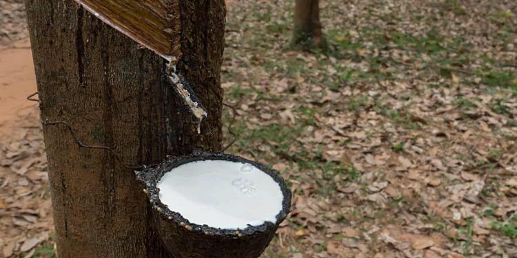 Prazo para solicitar pagamento do Sociobio Mais termina em 20 de dezembro; veja como fazer