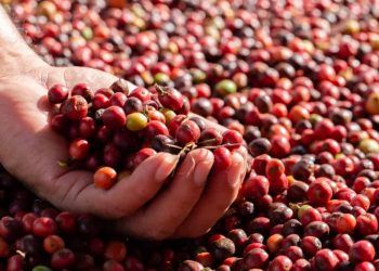 Produção brasileira de café cresce em 2025 e é projetada em 56,5 milhões de sacas
