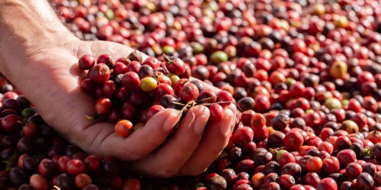 Produção brasileira de café cresce em 2025 e é projetada em 56,5 milhões de sacas