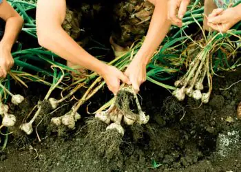 Produção de alho em Goiás cresce mais de 200% em valor em dez anos
