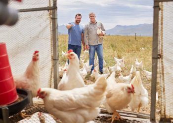 Produtor integrado de frango tem avanço na renda, porém custos seguem altos, aponta CNA 7 Produtor integrado de frango tem avanço na renda, porém custos seguem altos, aponta CNA