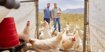 Produtor integrado de frango tem avanço na renda, porém custos seguem altos, aponta CNA