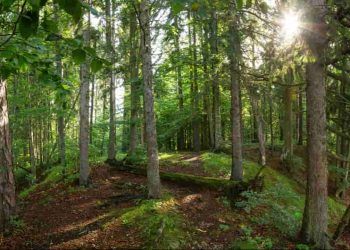 Programa Amazônia Viva destina R$ 96,6 milhões a cadeias produtivas da floresta