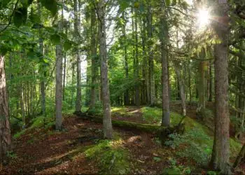 Programa Amazônia Viva destina R$ 96,6 milhões a cadeias produtivas da floresta