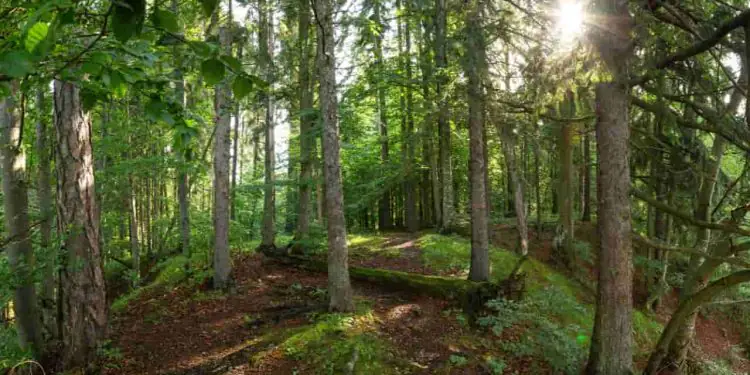 Programa Amazônia Viva destina R$ 96,6 milhões a cadeias produtivas da floresta 1 Programa Amazônia Viva destina R$ 96,6 milhões a cadeias produtivas da floresta