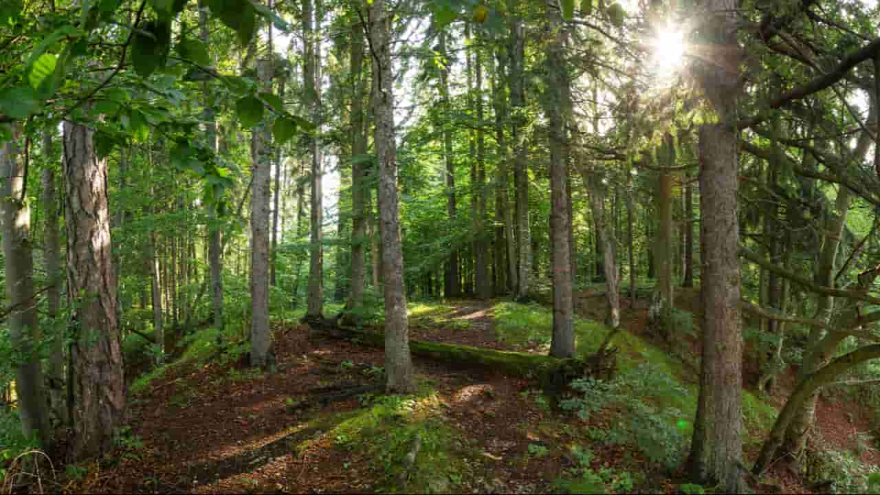 Programa Amazônia Viva destina R$ 96,6 milhões a cadeias produtivas da floresta