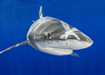 Proteção dos tubarões avança com novas medidas aprovadas na COP20 6 Proteção dos tubarões avança com novas medidas aprovadas na COP20
