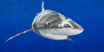 Proteção dos tubarões avança com novas medidas aprovadas na COP20