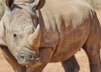 Rinoceronte branco Atanásio é transferido do Chile para o Zooparque de SP 6 Rinoceronte branco Atanásio é transferido do Chile para o Zooparque de SP