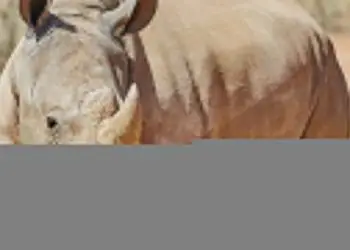 Rinoceronte branco Atanásio é transferido do Chile para o Zooparque de SP