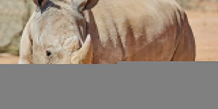 Rinoceronte branco Atanásio é transferido do Chile para o Zooparque de SP 1 Rinoceronte branco Atanásio é transferido do Chile para o Zooparque de SP