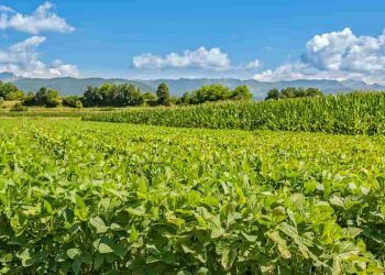 Soja amplia área em Rondônia e sustenta produção de grãos na safra 2025/2026 7 Soja amplia área em Rondônia e sustenta produção de grãos na safra 20252026