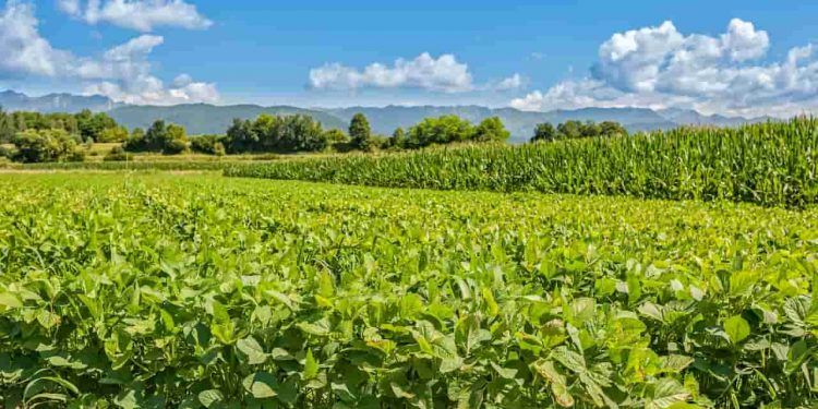 Soja amplia área em Rondônia e sustenta produção de grãos na safra 20252026