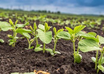 Uso de sementes de soja não certificadas gera perda de 2,8 milhões de toneladas 6 Uso de sementes de soja não certificadas gera perda de 2,8 milhões de toneladas