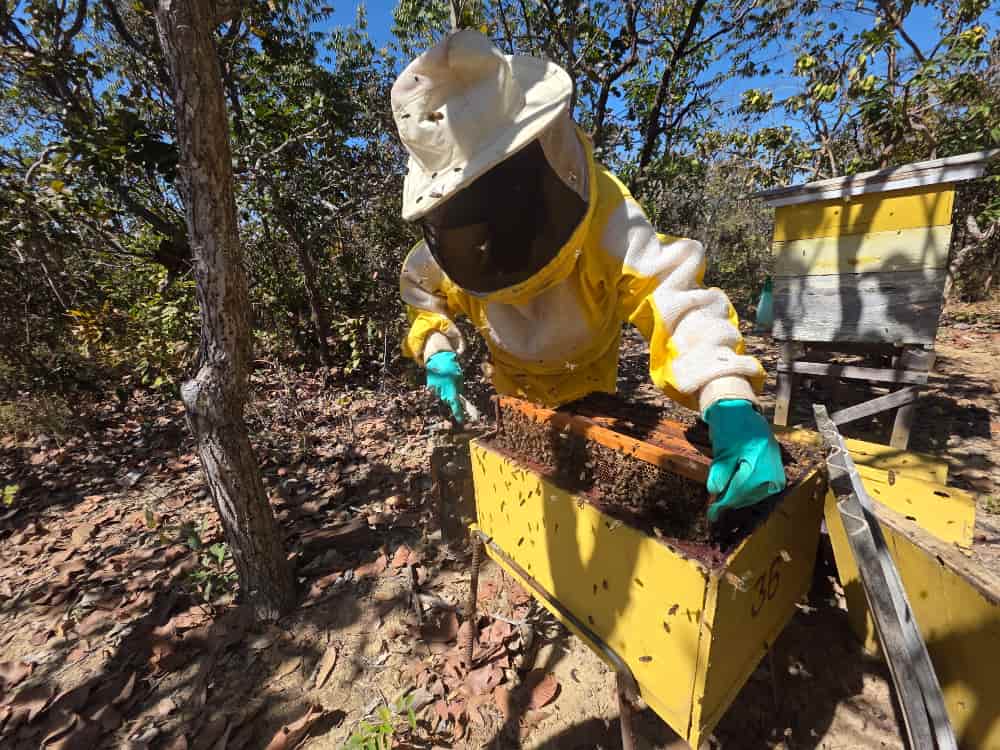 Goiás publica novo edital para melhoria de agroindústrias de pequeno porte 3 agroindústria em Goiás