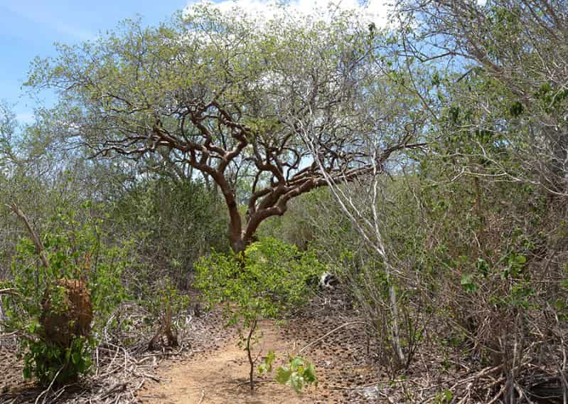 Bactéria da Caatinga abre caminho para bioherbicida eficaz contra a buva 3 Biomas brasileiros