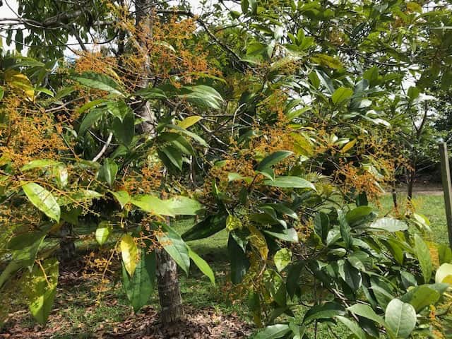 Cultivar de pau rosa