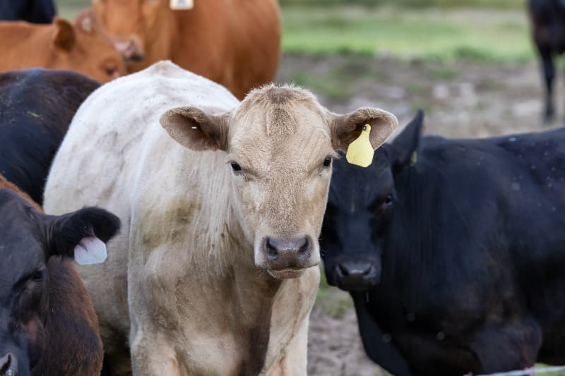 Declaração de rebanho
