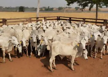 Prazo da 2ª etapa da Declaração de Rebanho em Goiás é prorrogado até 15 de janeiro