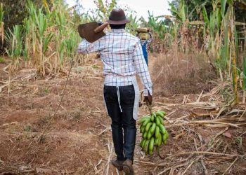 Brasil registra queda na taxa de desemprego e renda no campo apresenta crescimento