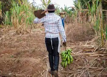 Brasil registra queda na taxa de desemprego e renda no campo apresenta crescimento 9 Brasil registra queda na taxa de desemprego e renda no campo apresenta crescimento