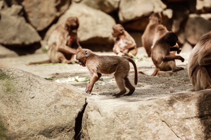 Espécies ameaçadas de extinção 