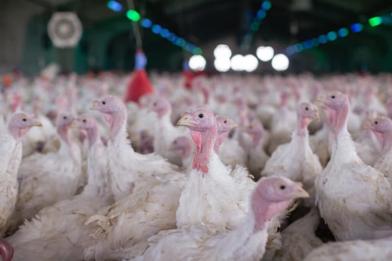 Nas vésperas do Natal, exportações de carne de peru reacendem a produção no Paraná 2 Exportações de Peru