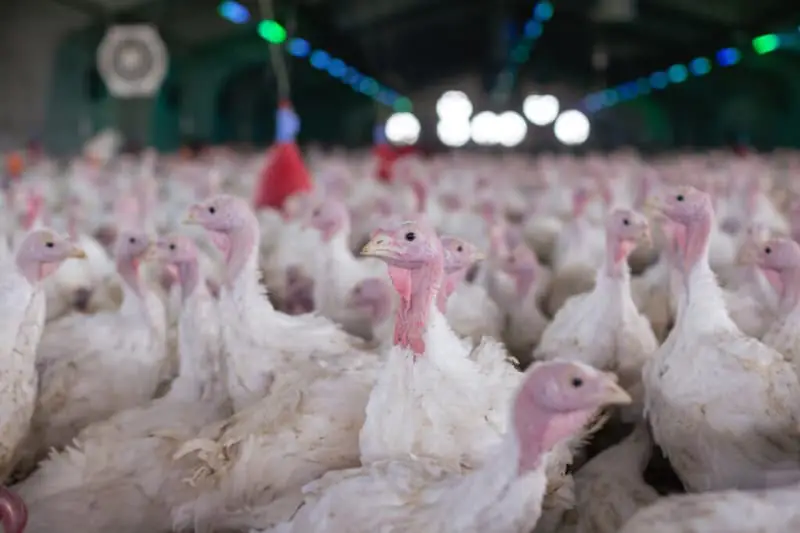 Exportações de Peru