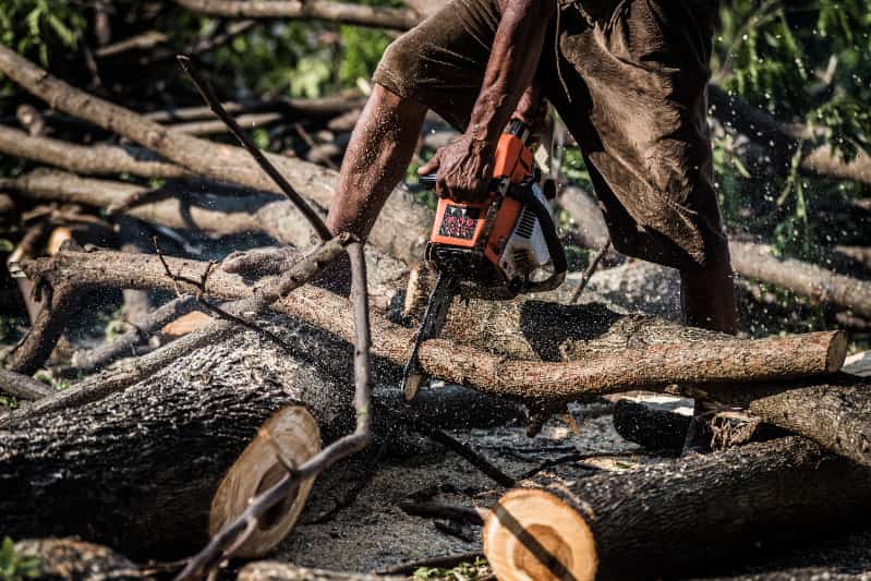 Amazonas registra aumento da extração irregular de madeira entre 2023 e 2024 3 Extração de madeira no Amazonas