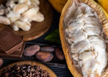 Ilhéus é reconhecida por lei como Capital Nacional da Rota do Cacau e do Chocolate