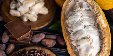 Ilhéus é reconhecida por lei como Capital Nacional da Rota do Cacau e do Chocolate