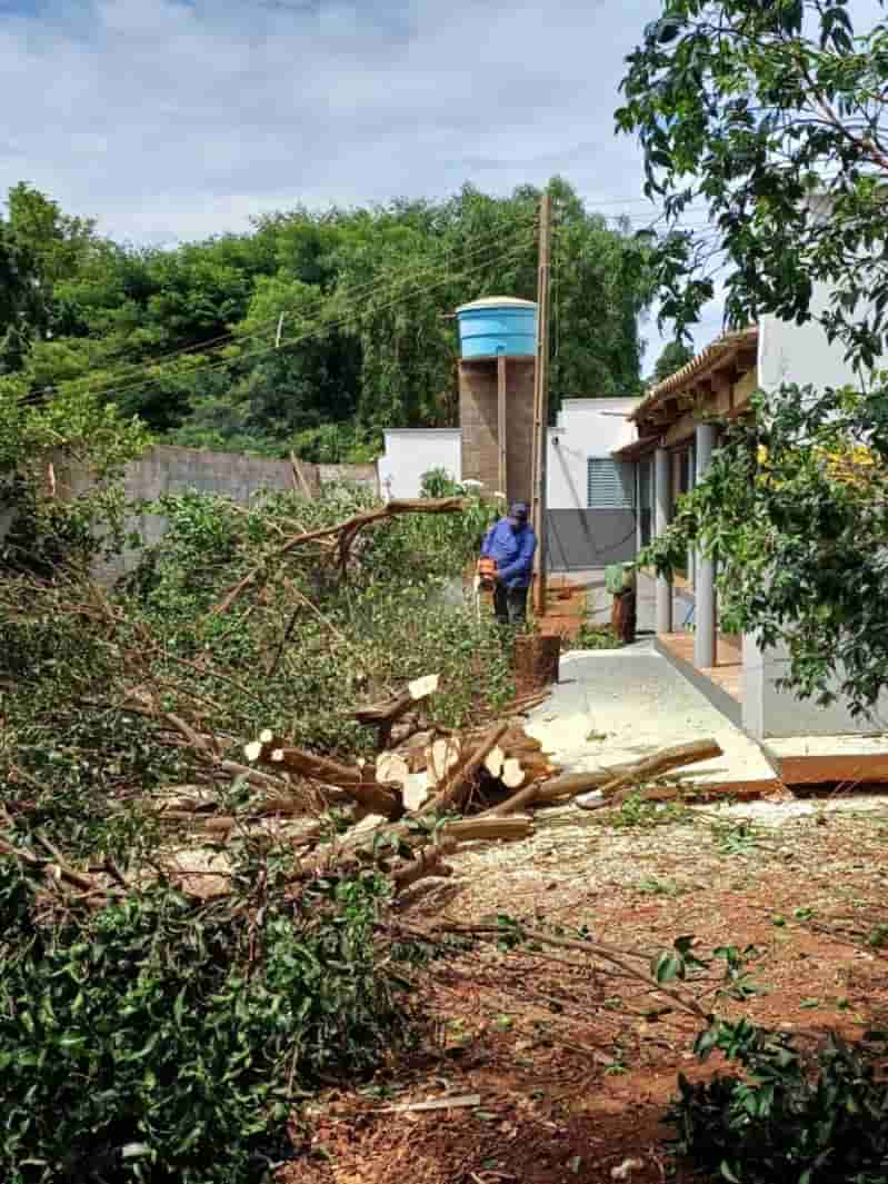 Goiás registra detecção de psilídeos contaminados pelo greening 3 Plantações contaminadas por pragas